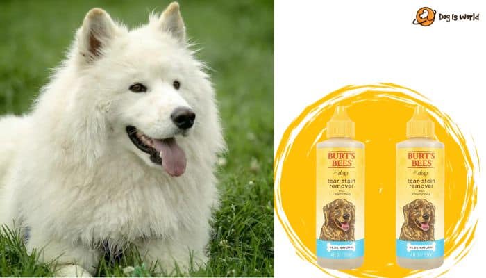 a white dog and burt bee dog tear stain remover