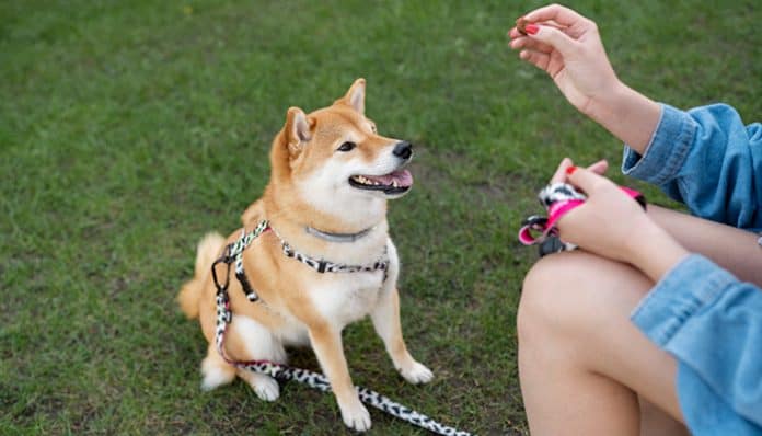 training dog with dog training treats