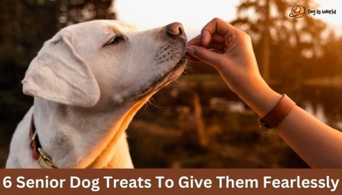 feeding senior dog treat to a labrador
