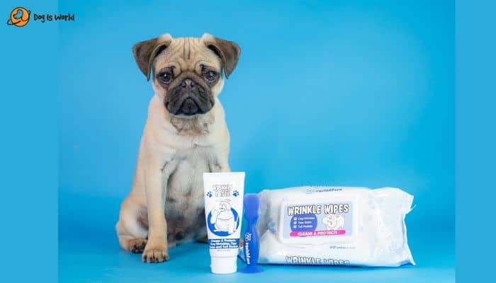 squishface wrinkles paste and pug on a blue background

