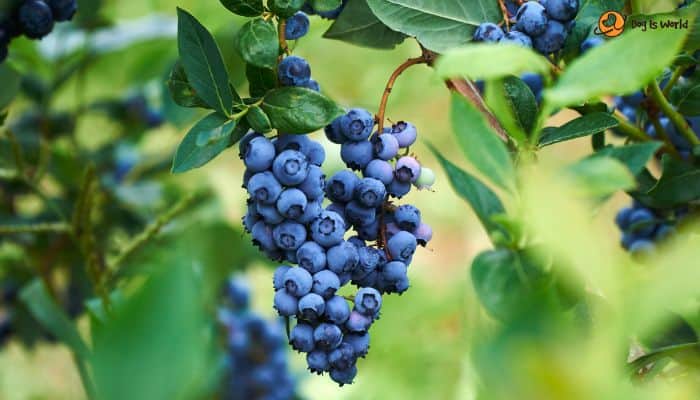Blueberries dog food toppers