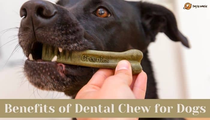Benefits of Dog Dental Chews