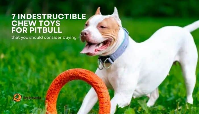 Chew Toys For Pitbull That A Indestructible