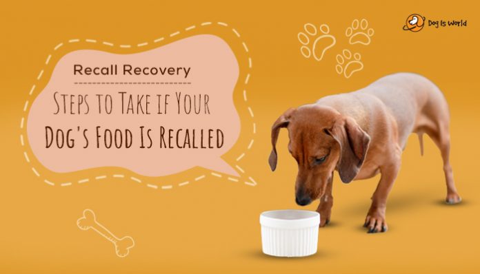 Recall Recovery: Steps to Take if Your Dog's Food Is Recalled